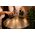 Meinl HPSTL101 handpan
