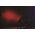 Sagitter SDJ SlimPAR 12 DL LED PAR reflektor