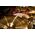 Meinl HCS 16" China cintányér HCS16CH
