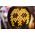 Meinl SHR-BR shekere